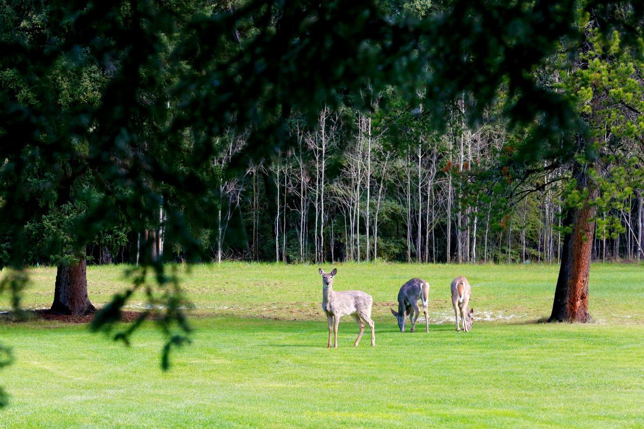 Bed and Breakfast Sleepy Creek Country Manor Bragg Creek Exteriér fotografie